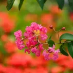 Lagerstroemia Indyjska - królowa lata, która ozdobi każdy ogród