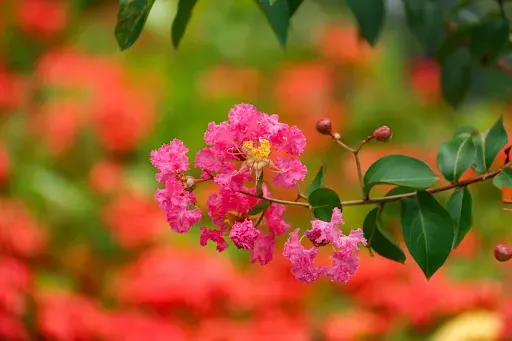Lagerstroemia Indyjska - królowa lata, która ozdobi każdy ogród